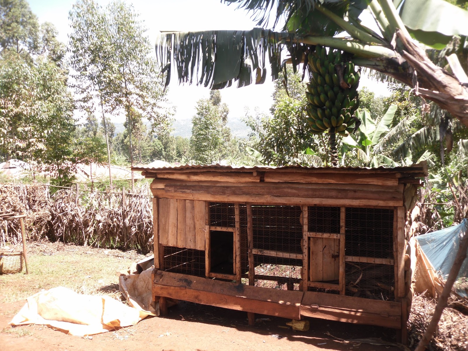 to our ROPEHOLDERS KFC Kisii Fried Chicken (and eggs)