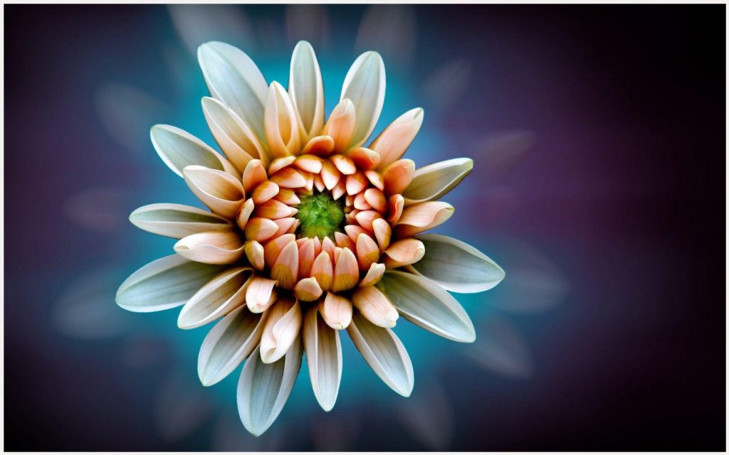 dahlia flower wallpaper dahlia flower wallpaper