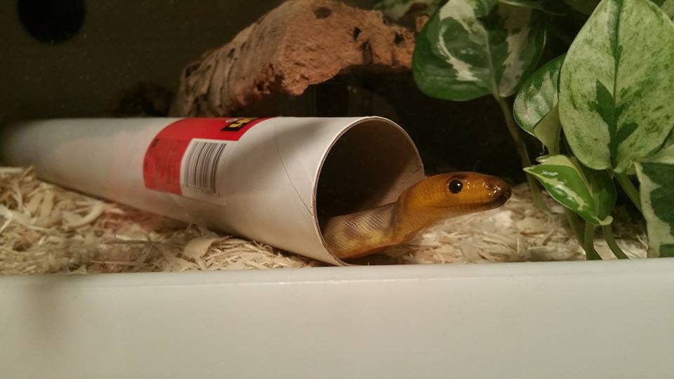 Reptelligence Understanding Snake Body Language An Introduction