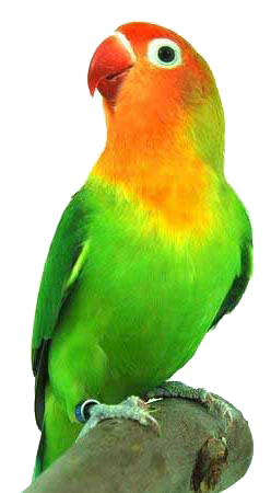  Gambar PNG Gambar Burung Love Bird