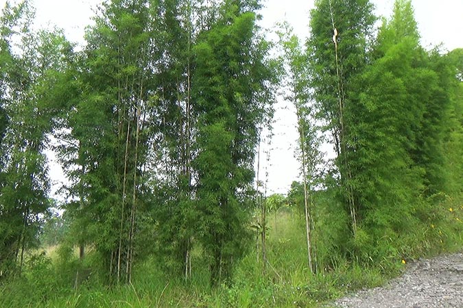 Dlium Siam bamboo (Thyrsostachys siamensis)