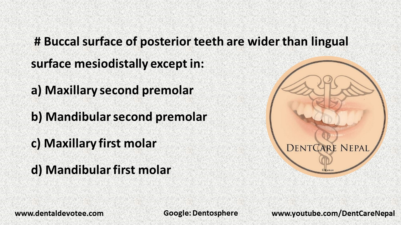 Dentosphere World of Dentistry Buccal surface of posterior teeth are wider than lingual