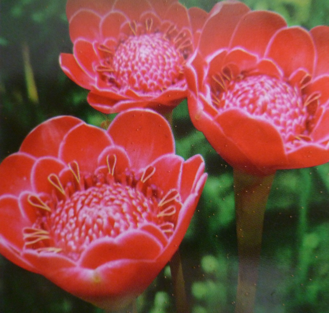 The Tropical Garden Of The RETREAT PINK Helani Tulip Ginger Etlingera