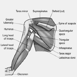 Scapular Muscle