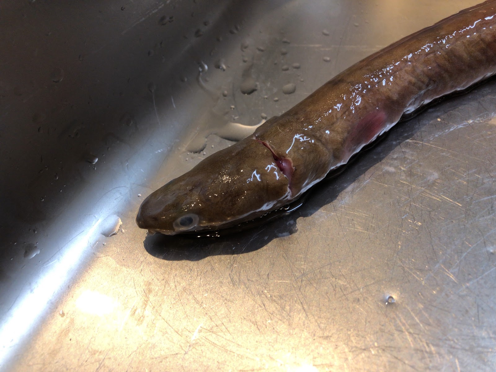 気ままに釣行記 ゲテモノ ウミヘビを食べてみる 深海魚 料理 中深海ジギング