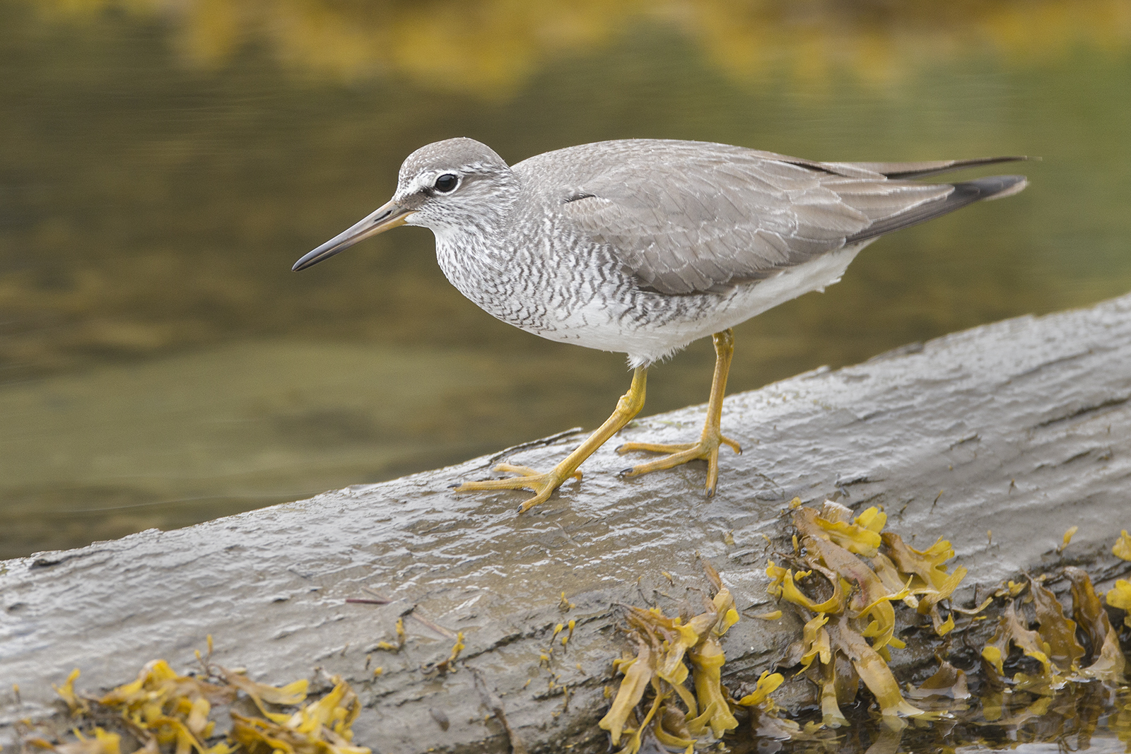 BC Rare Bird Alert: RBA: GRAY-TAILED TATTLER in Kitimat - June 23-26th