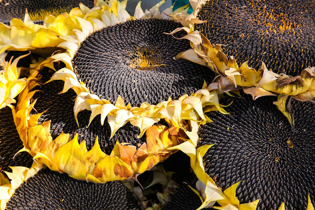 sunflower seeds in the sunflower