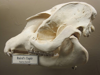 Baird tapiri kafatası