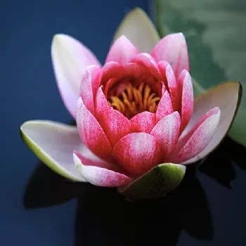 फुलांची नावे, Flowers Name In Marathi कमळ, Lotus Flowers Name In Marathi
