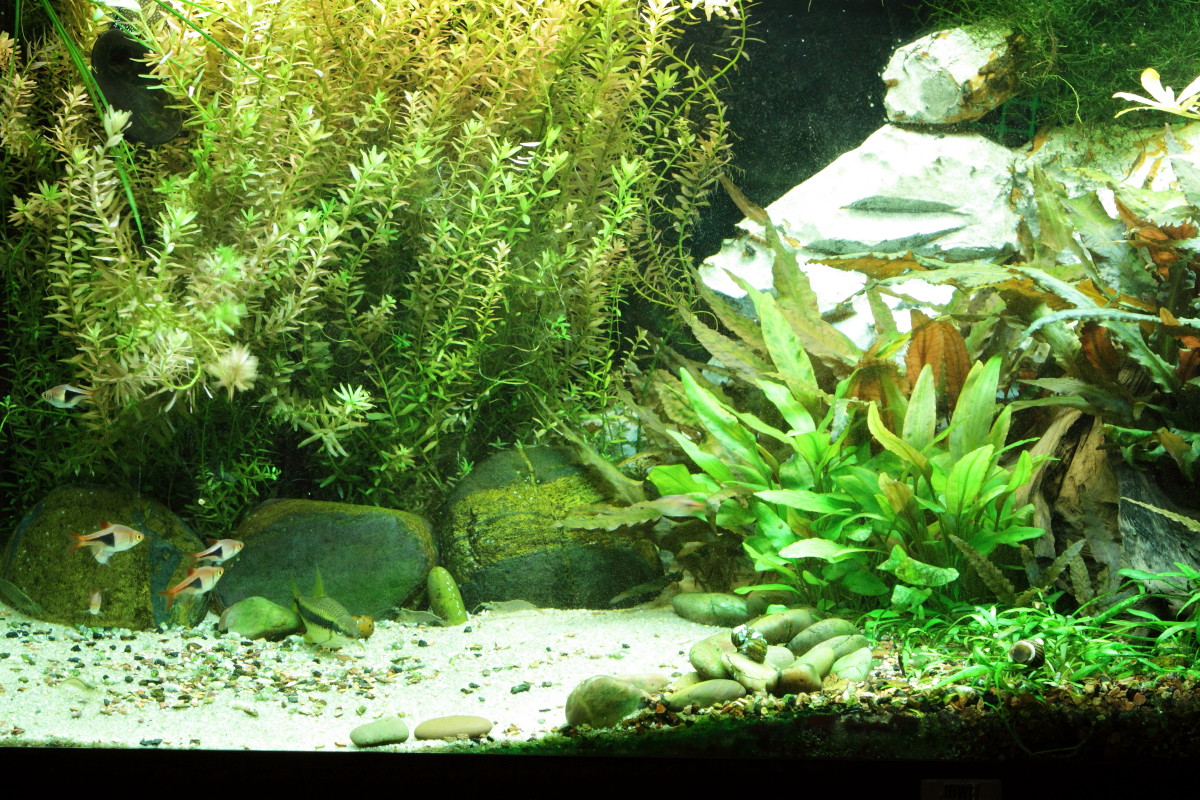 S.C.V. Aquascaping Ideas: South East Asia Biotope II - Juwel Rio 180