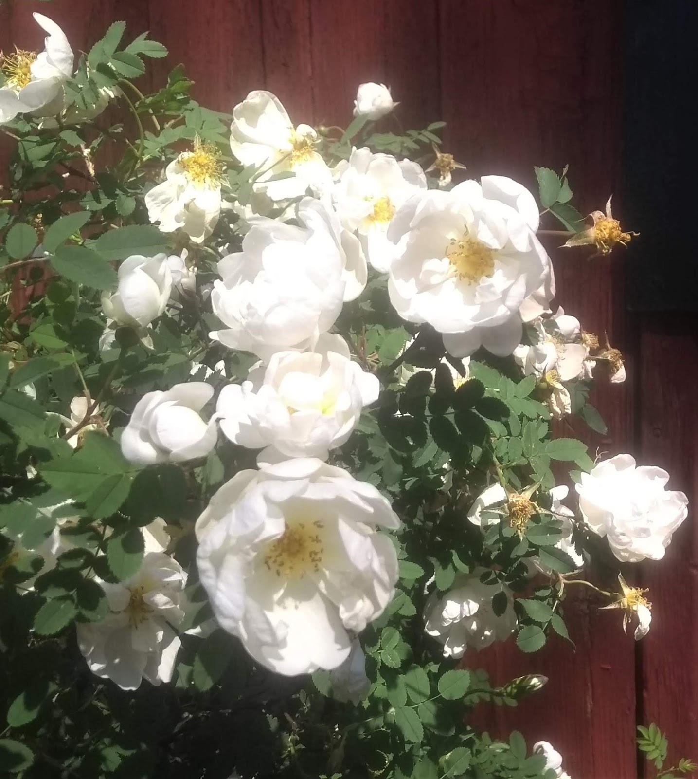 Klimakterie häxan Rosornas krig