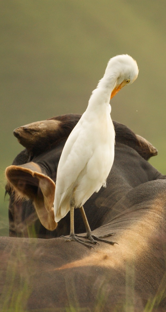 Cattle egret on top of a cow.