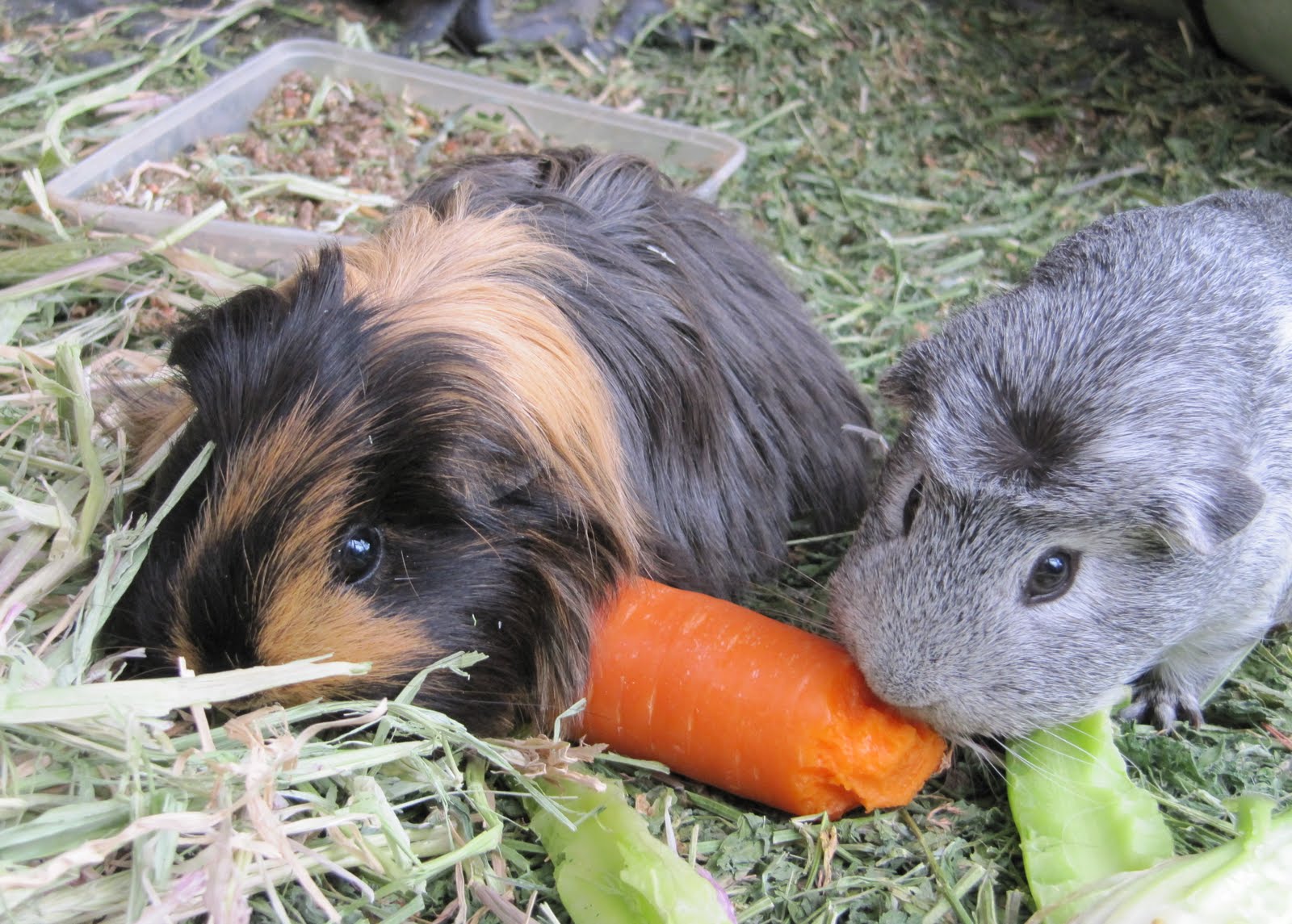 All Things Guinea Pig Piggy updates and a new bale of hay