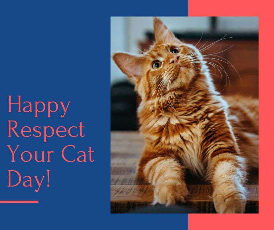 Respect Your Cat Day Wishes Lovely Pics Respect Your Cat Day Wishes Lovely Pics