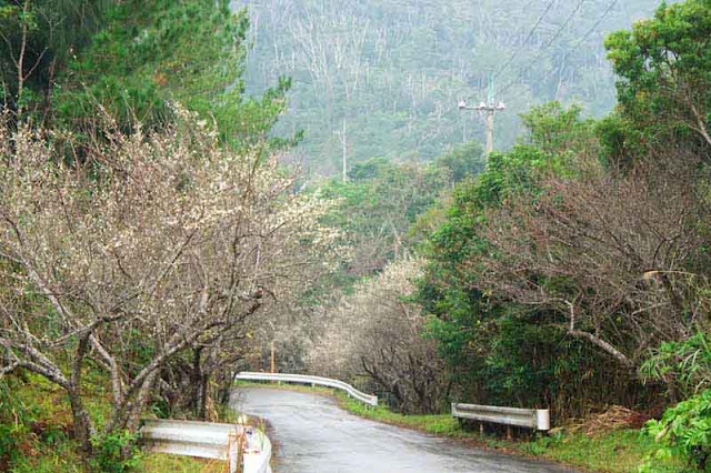 country road,trees, plum blossoms, guardrails, mountains