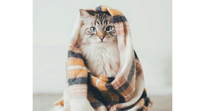 Life Hacks for Cat owners