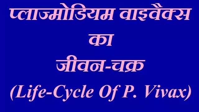 प्लाज्मोडियम वाइवैक्स का जीवन-चक्र (Life-Cycle Of P. Vivax)|hindi