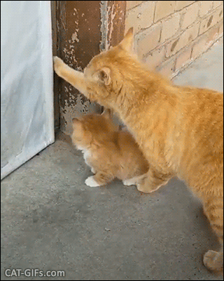 Funny Cat GIF • Mama Cat opens the door but doesn't let pass her baby strictly forbidden for kitties only for Ladies Funny Cat GIF • Mama Cat opens the door but doesn't let pass her baby strictly forbidden for kitties only for Ladies