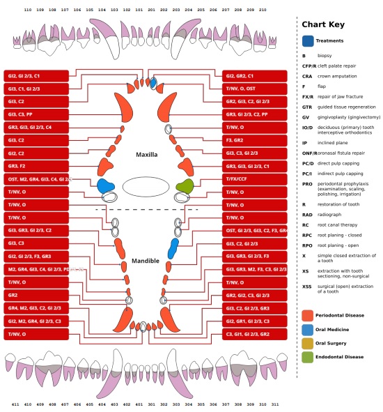 Australian Veterinary Dental Society Dental Chart