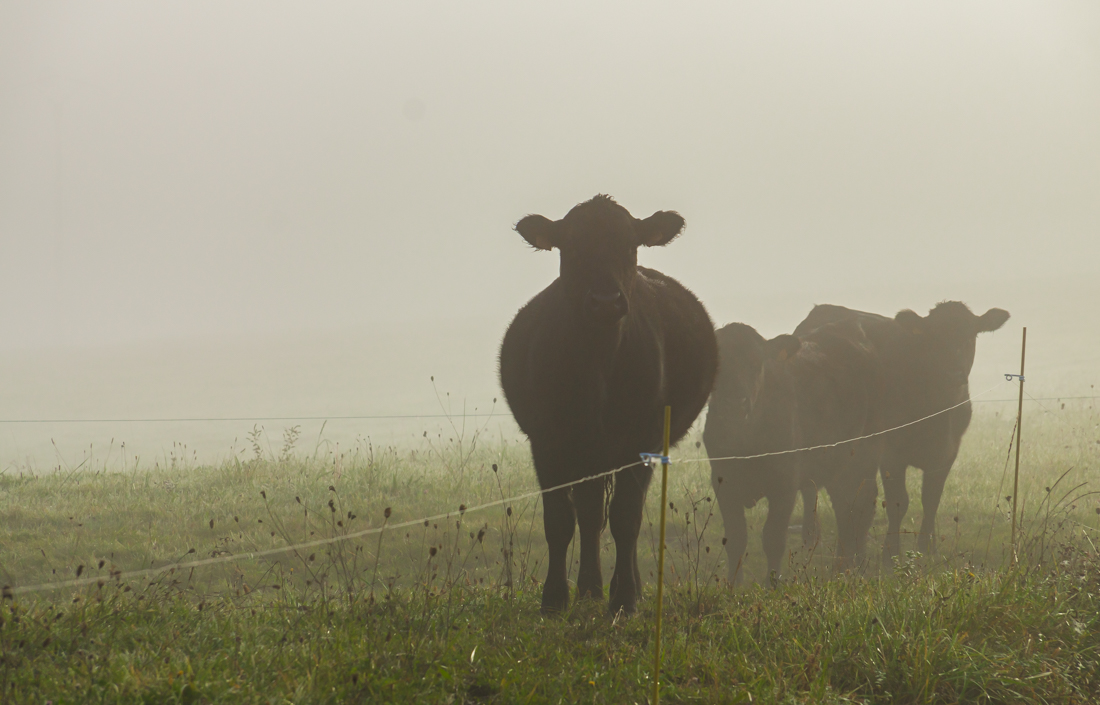 Туман в долине Туман в долине