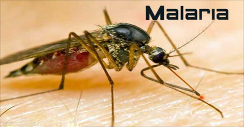 7 Interesting Facts About Malaria 