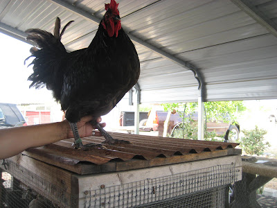 Java breeders: Black Javas at Diamond T Poultry