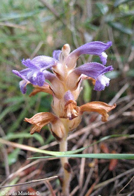 orobanche bunyola2