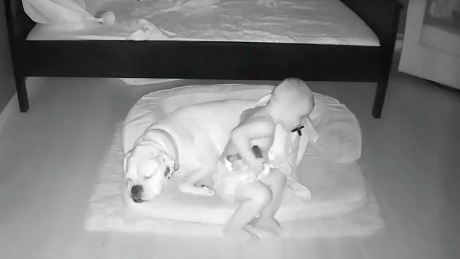 El Crio Que Se Bajaba De La Cama Cada Noche Para Dormir Con Su Perro