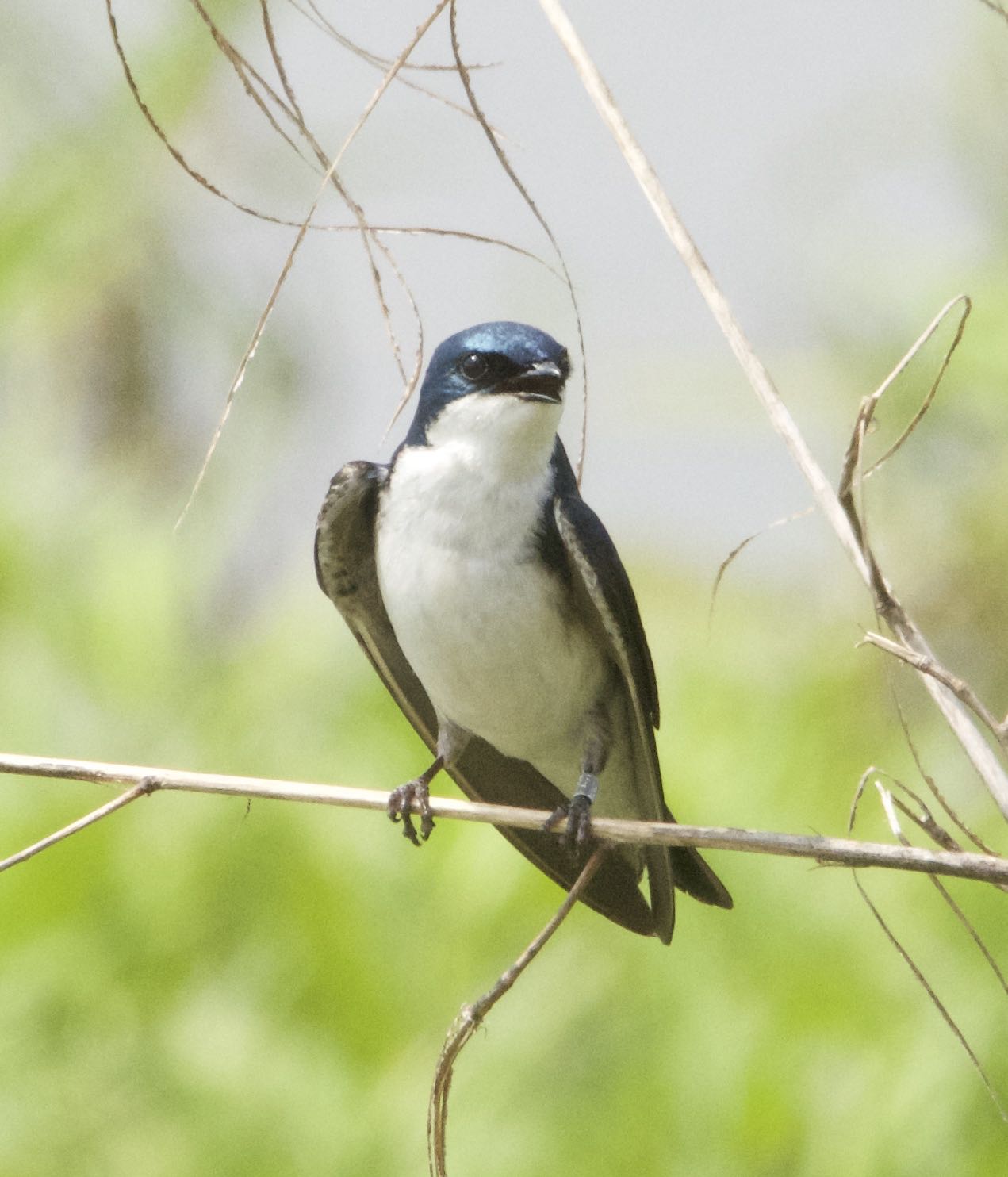 PHOTOGRAPHY BY DEB HIRT The Birds of McCurtain County, Oklahoma