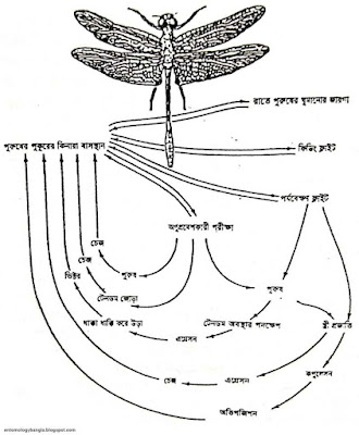dragonfly libellula saturata - র টেরিটোরিয়াল ও প্রজননকালীন আচরণ