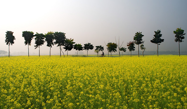 The Winter Season In Bangladesh