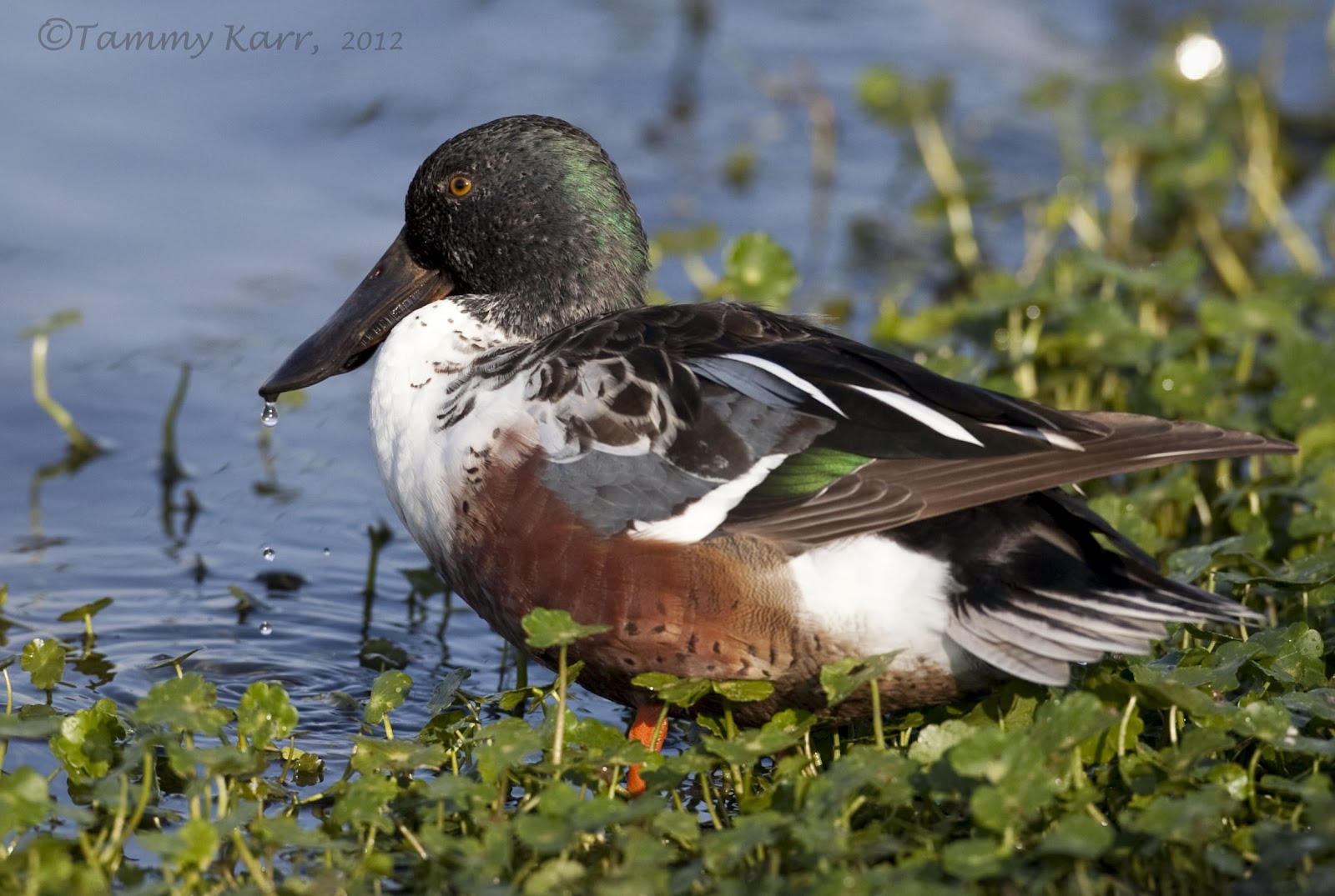 i heart florida birds Dirty Ducks