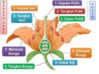 Bungan adalah bagian tumbuhan yang berfunsi sebagai alat reproduksi TUgas Biologi Bagian-Bagian Bunga dan fungsinya