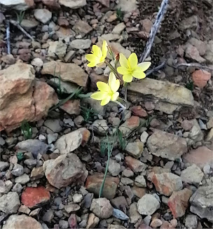 Geissorhiza ornithogaloides - Leopoort south of Oudtshoorn