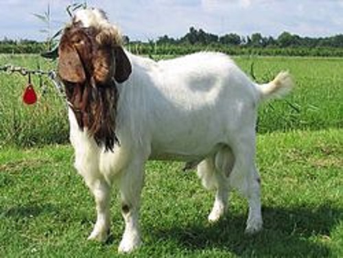 Most Popular Indigenous Breeds of Goats in India