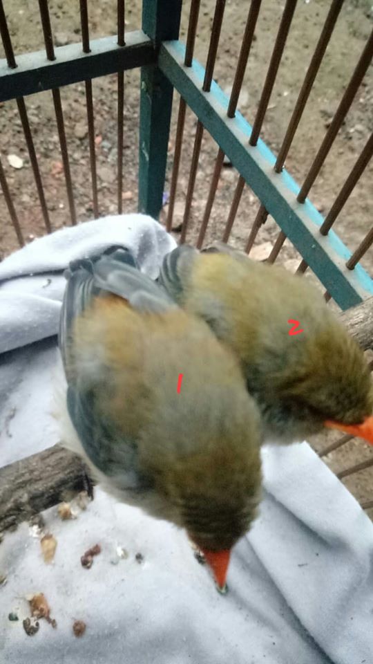 Decu Kembang Trotol Jantan Dan Betina Daftar Harga