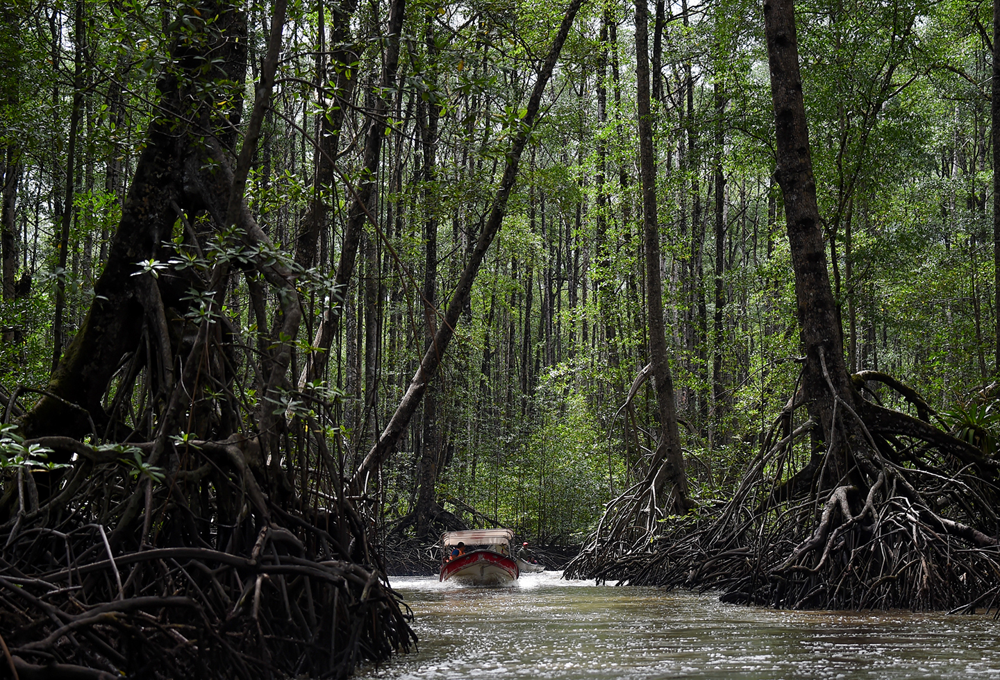 The largest mangrove forest in the world