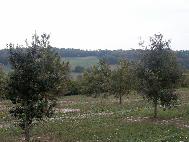 Truffle orchard, Indre et Loire, France. Photo by Loire Valley Time Travel.
