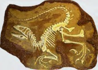 Fossils Did Not Form Over Millions Of Years  Read more: