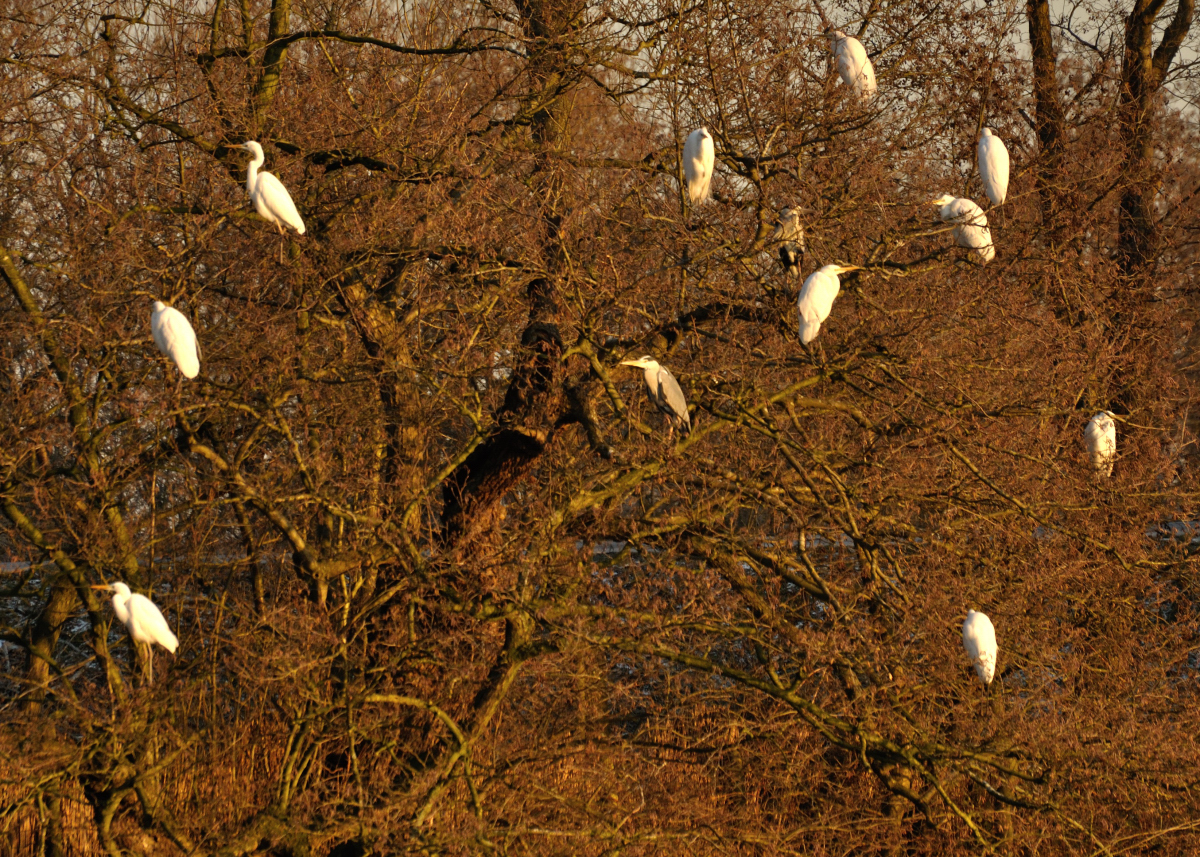 Arné Roest Natuurfotografie: De Vlaardingse Rietputten