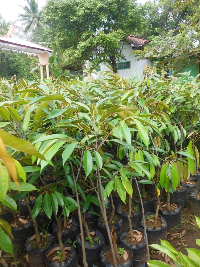 pohon durian duri hitam kualitas super Binamu