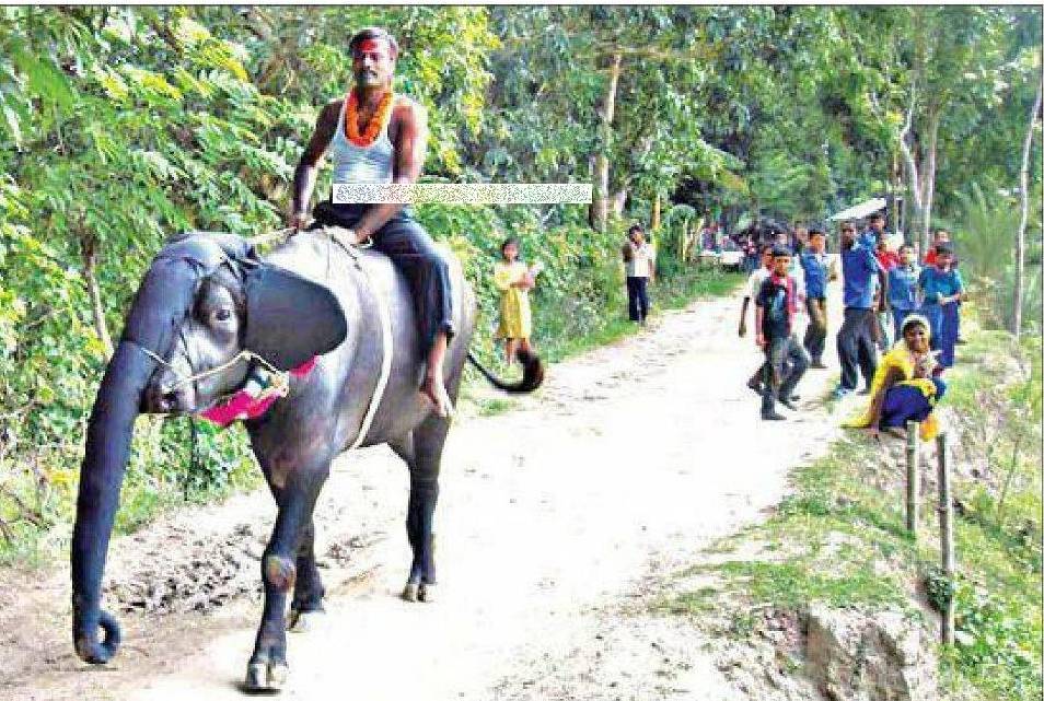 INDIAN ELEPHANT SAFARI RIDE FUNNY PICTURE
