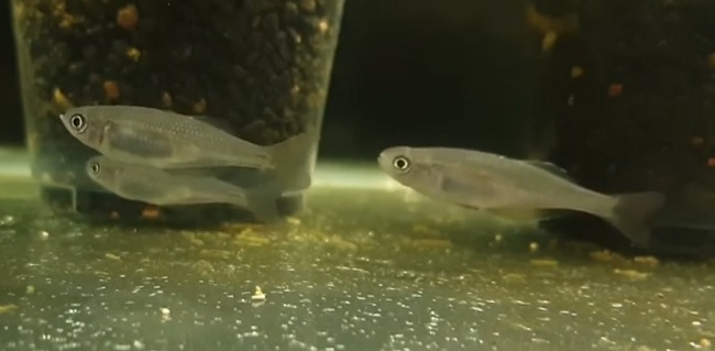 nudler gøre ondt Pilgrim Australian Native Fish For Aquarium