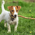 14 Things Only Jack Russell Owners Understand