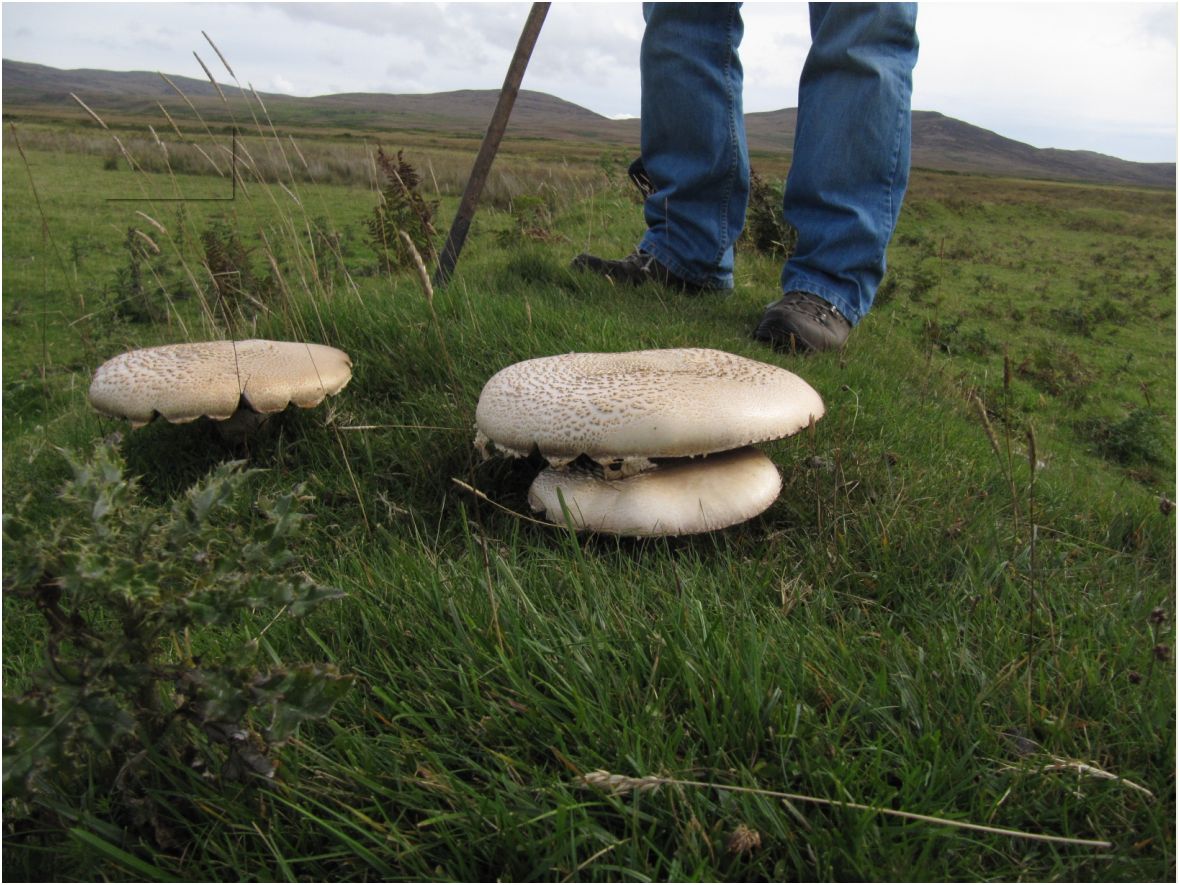 Islay Natural History Trust Agaricus arvensis The Horse Mushroom