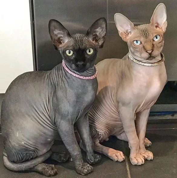 Hagrid and Dobby - Price's former 2 Sphynx cats