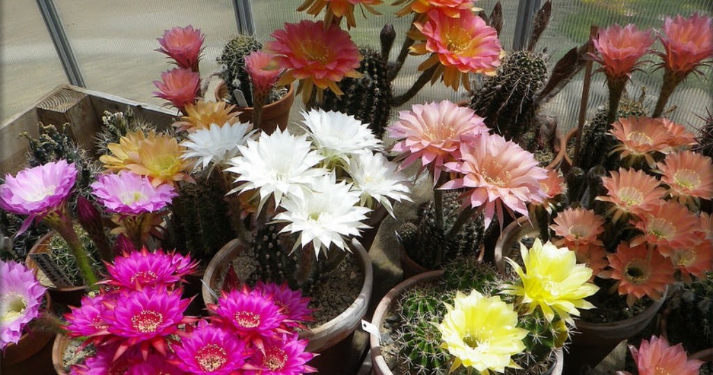 How to Encourage a Cactus to Bloom