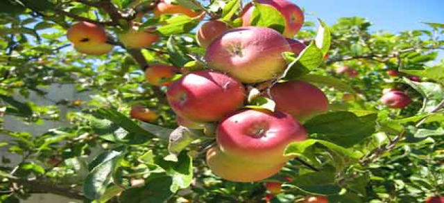 Mission for Integrated Development of Horticulture Mission+for+Integrated+Development+of+Horticulture