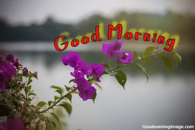 Love Good Morning flowers Love Good Morning flowers