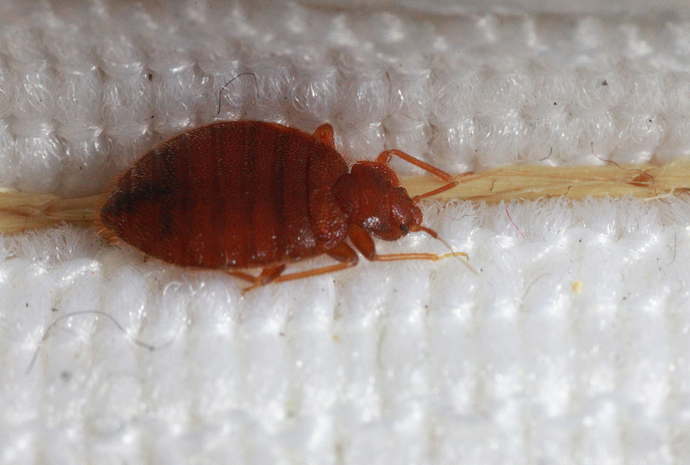 Small Red Bugs In Bed